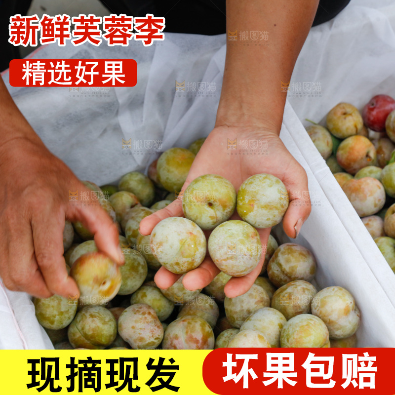 地上放着的现摘芙蓉李