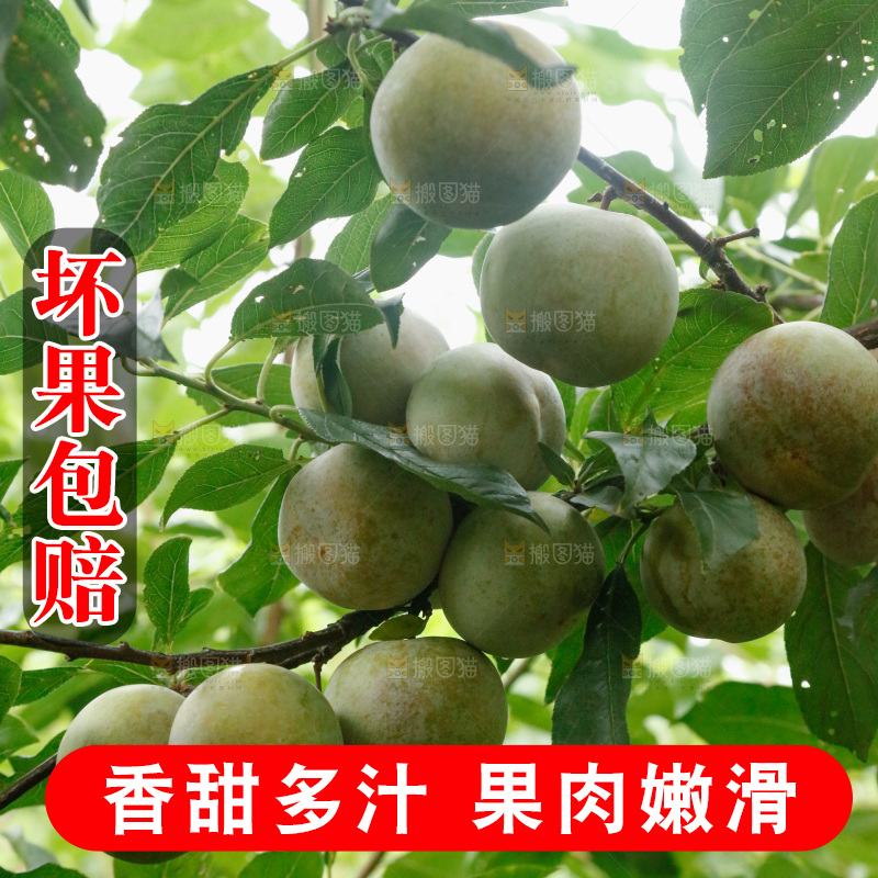 树上的新鲜芙蓉李