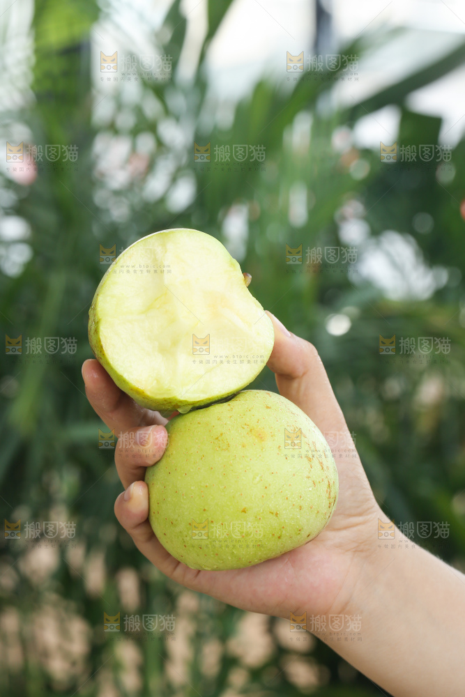 手里拿着金帅青苹果
