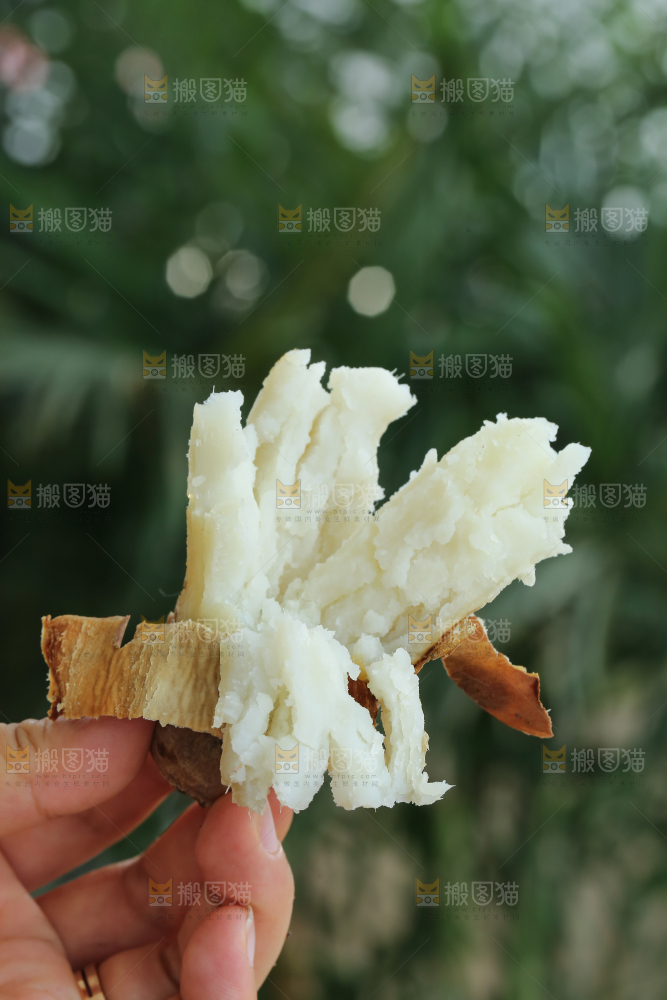 手里拿着白心冰糖薯