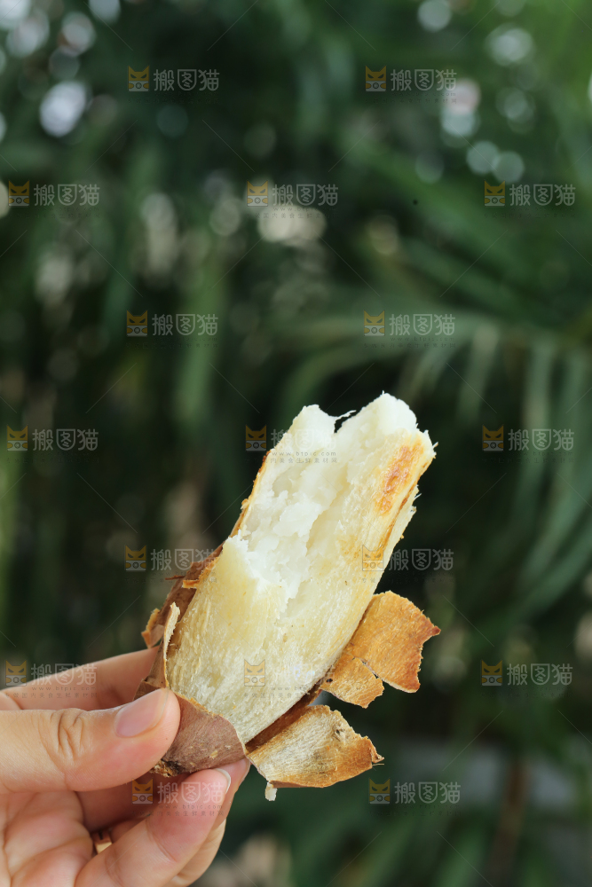 手里拿着白心冰糖薯