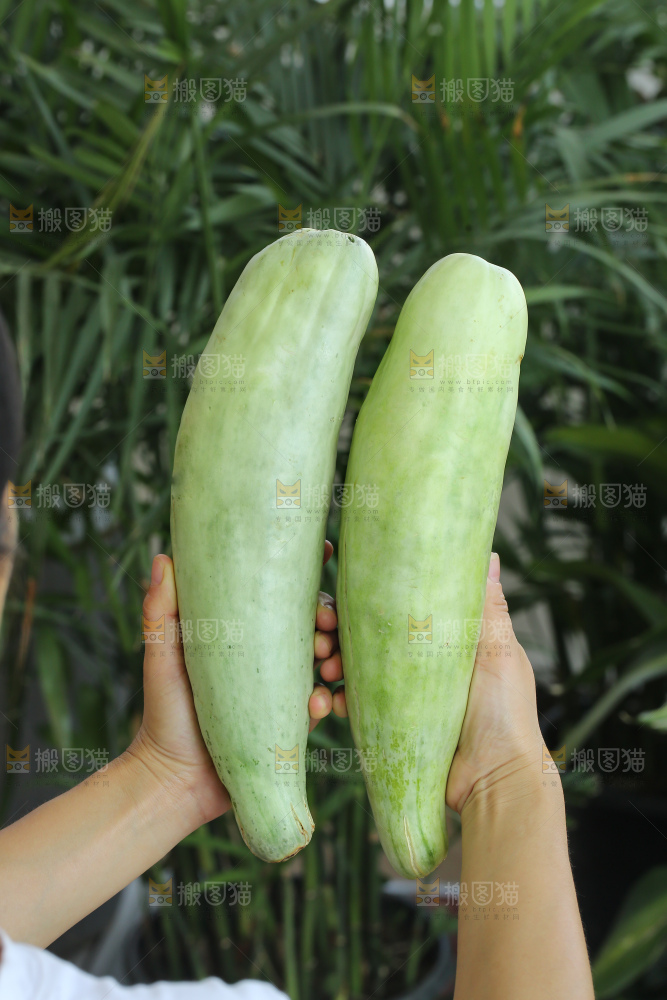 手里拿着羊角蜜甜瓜