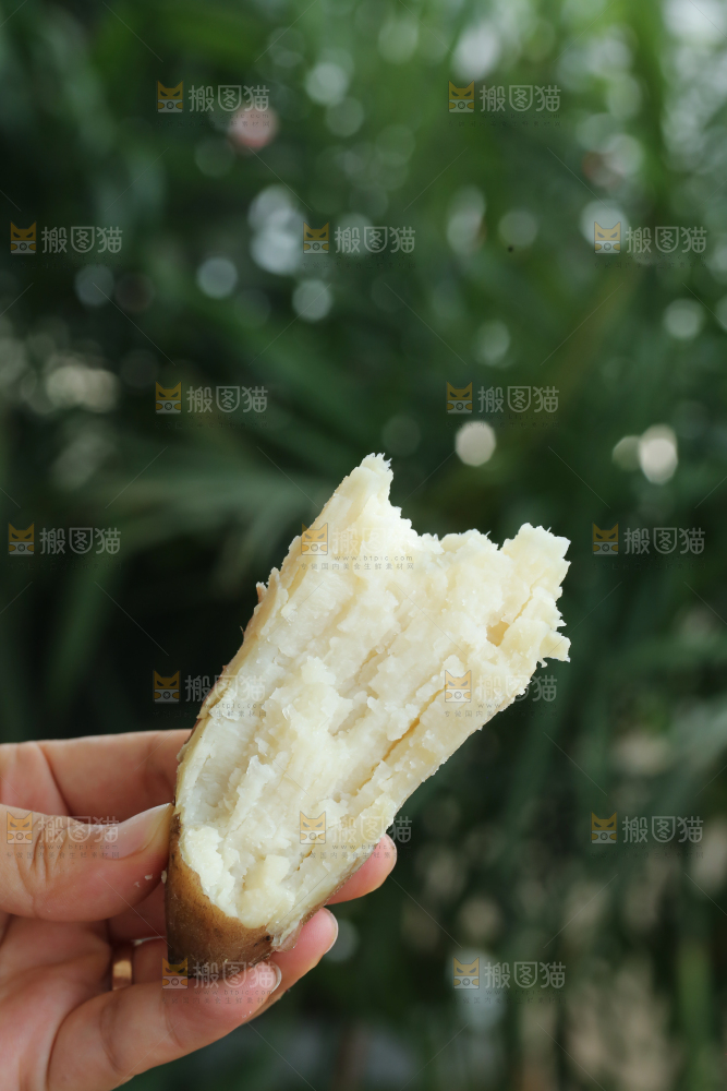 手里拿着白心冰糖薯