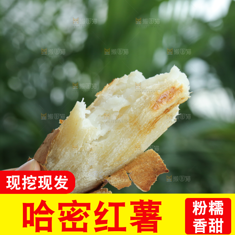手里拿着白心冰糖薯