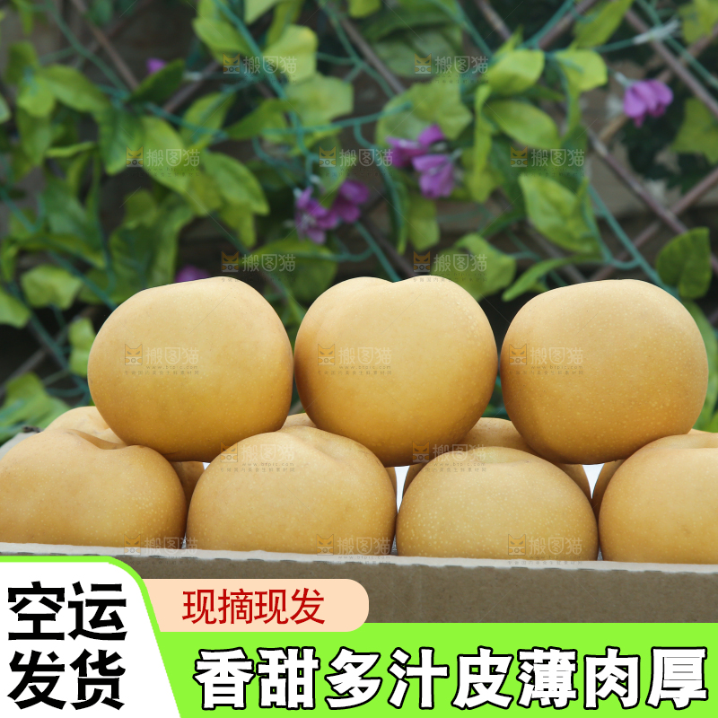 深底上的一盒秋月梨
