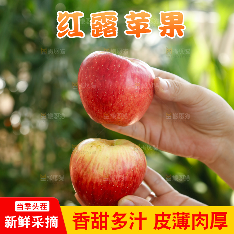 手里拿着红露苹果