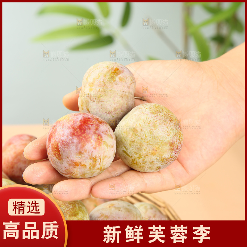 浅底上的芙蓉李