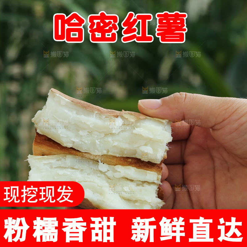 手里拿着白心冰糖薯