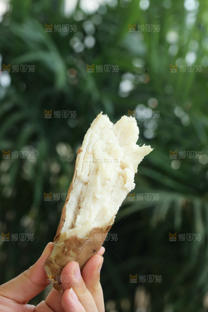 手里拿着白心冰糖薯