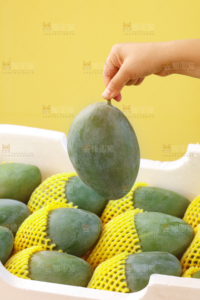 手里拿着凯特芒