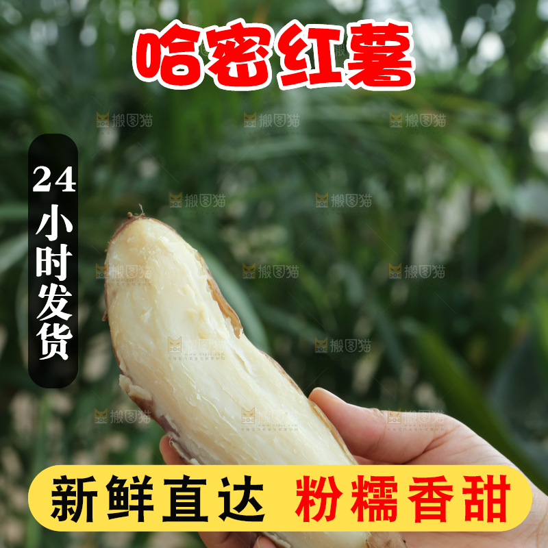 手里拿着白心冰糖薯