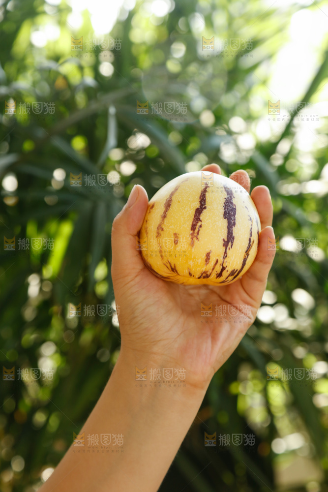 手里拿着石林人参果