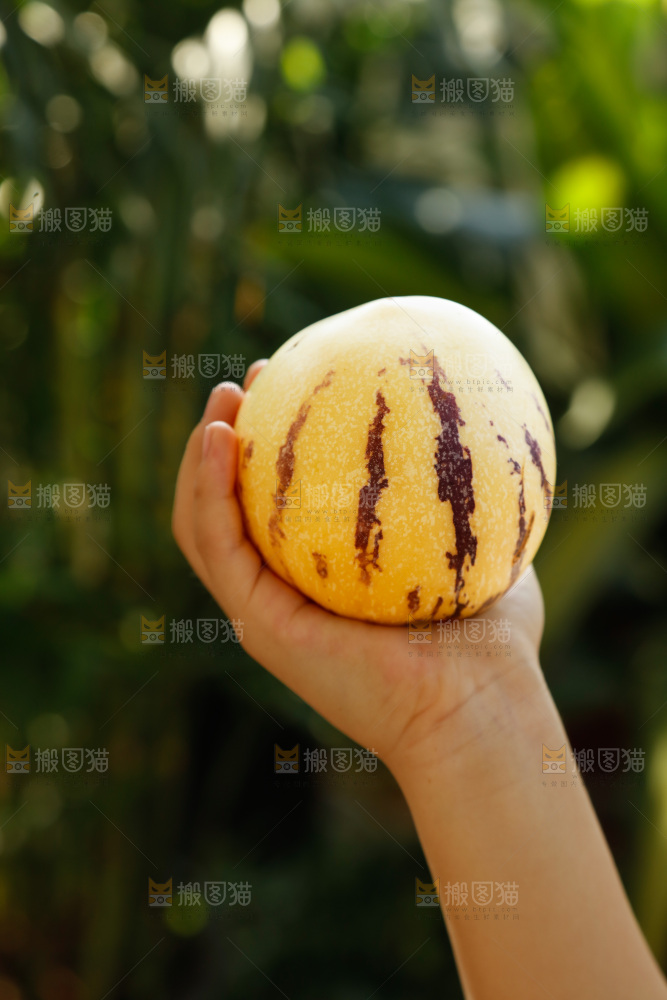 手里拿着石林人参果