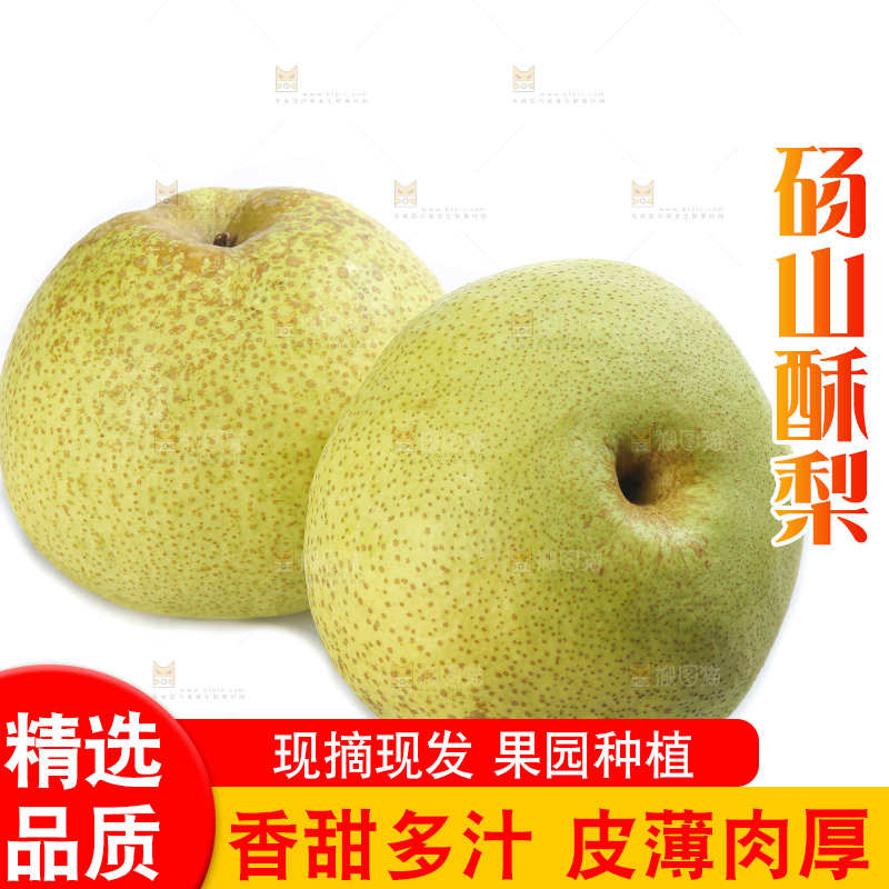 白底上的砀山酥梨