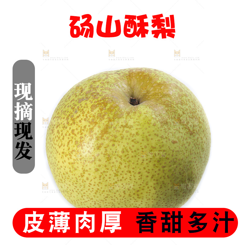白底上的砀山酥梨