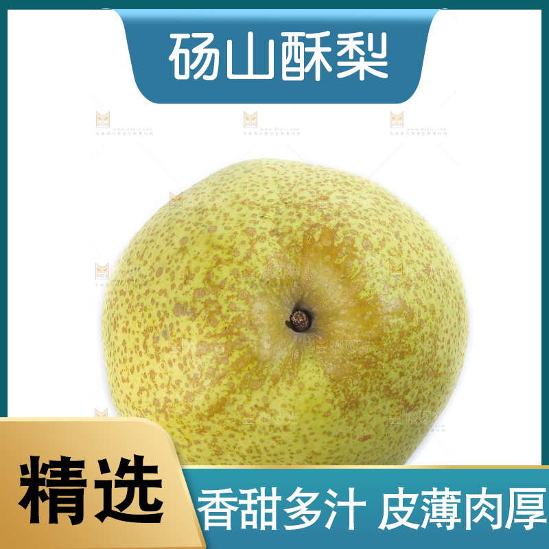 白底上的砀山酥梨