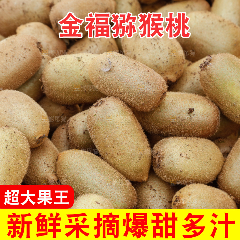堆放着的金福猕猴桃