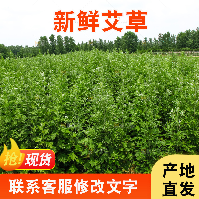 地里的新鲜艾草