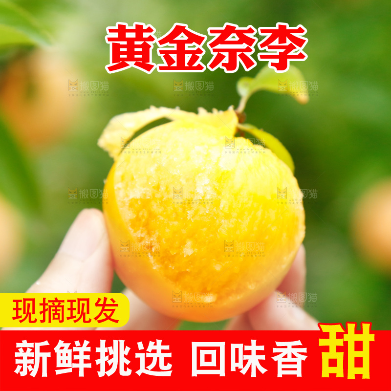 手里拿着冰糖李