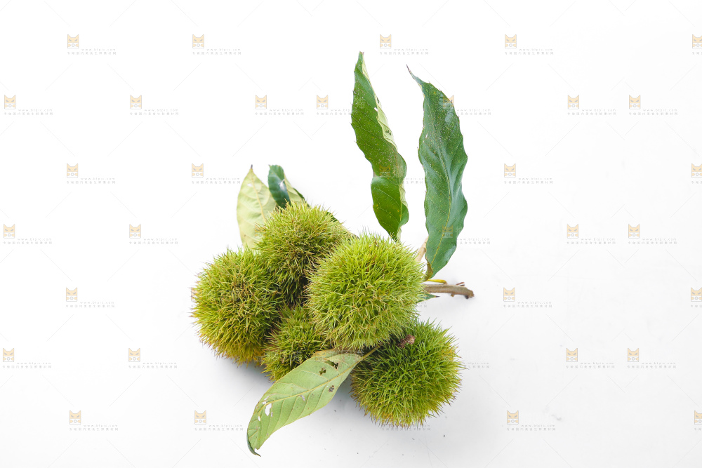 白底上的锥栗