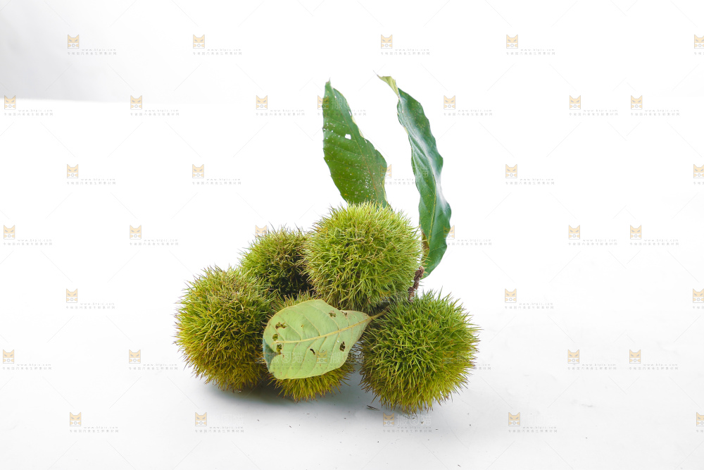 白底上的锥栗