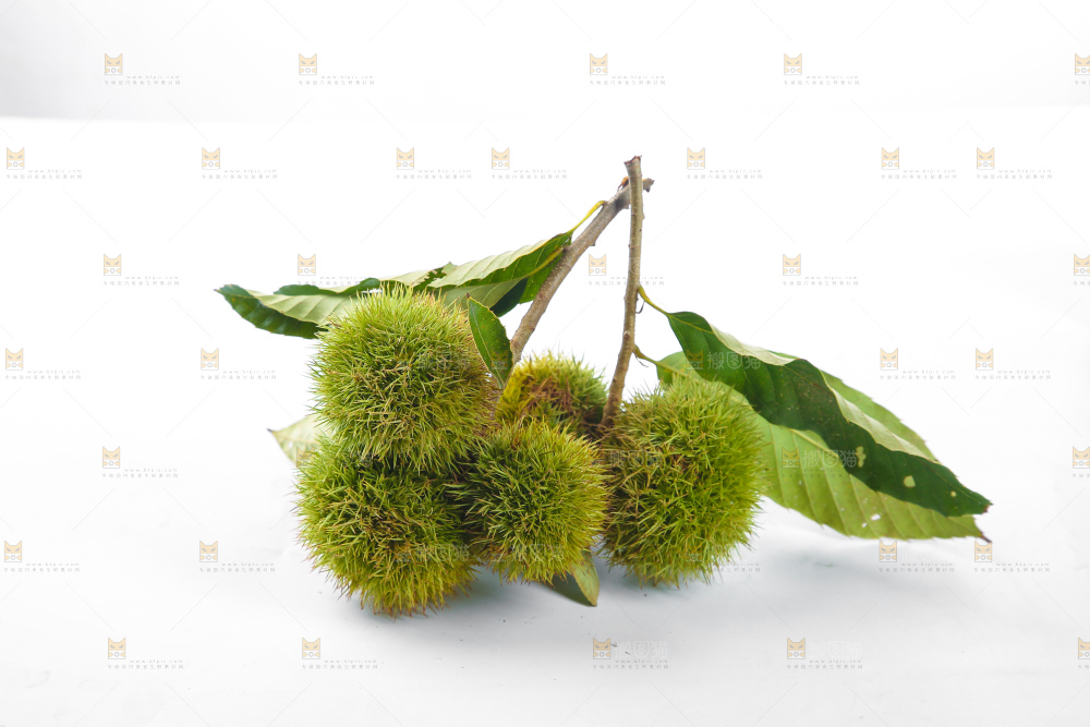 白底上的锥栗