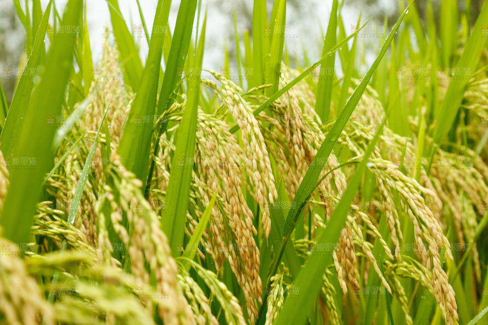 大片稻田稻穗