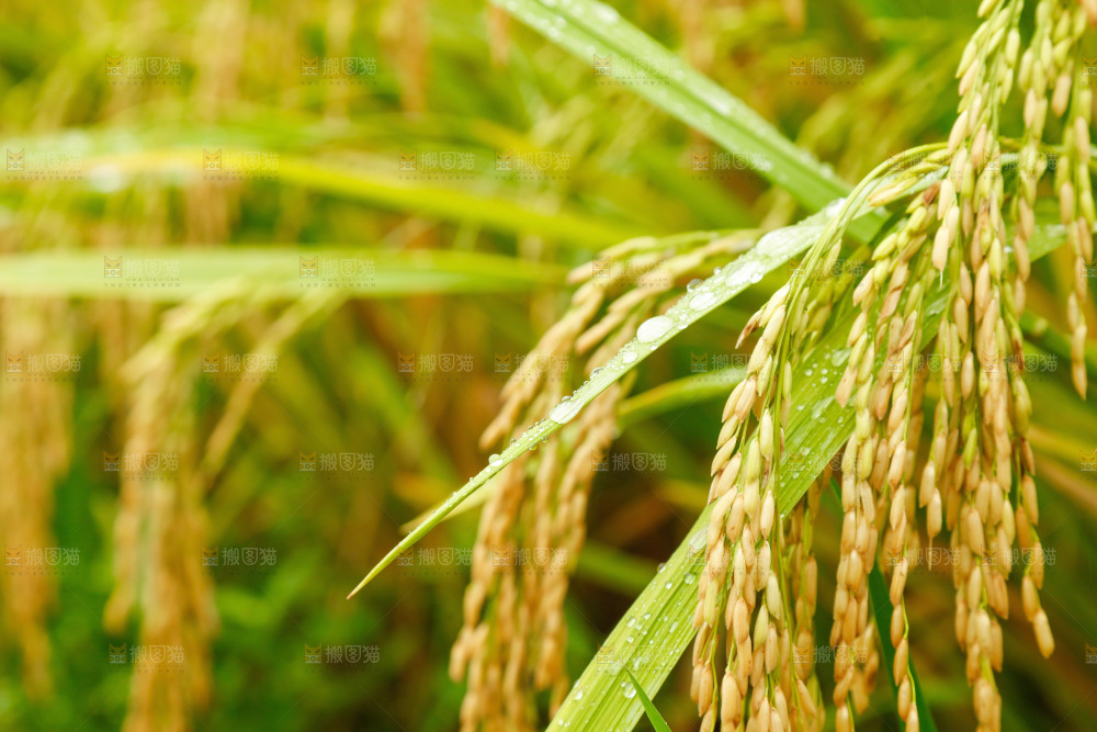 大片稻田稻穗