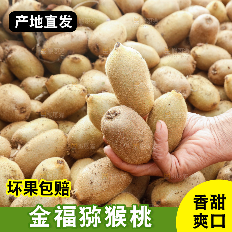 堆放着的金福猕猴桃
