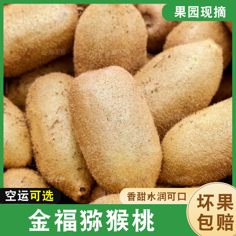 堆放着的金福猕猴桃