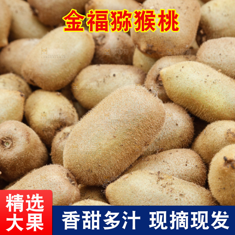 堆放着的金福猕猴桃