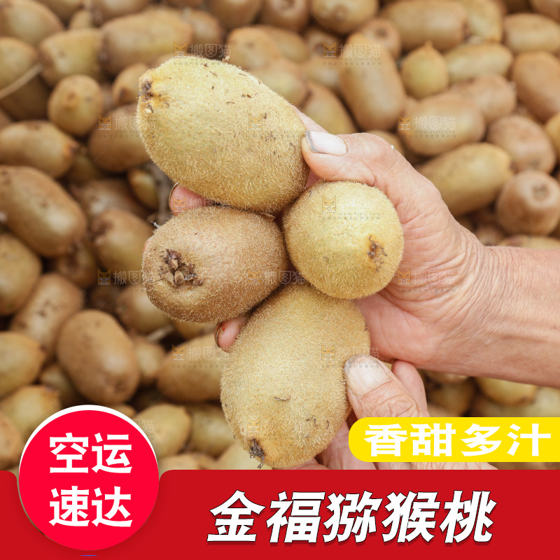 堆放着的金福猕猴桃
