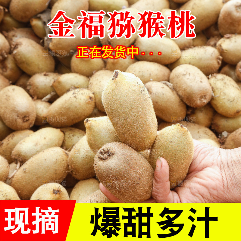 堆放着的金福猕猴桃