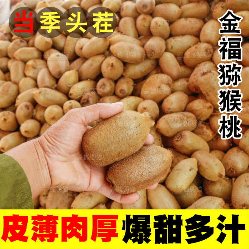 堆放着的金福猕猴桃