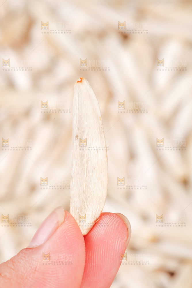 深底上的马牙瓜子