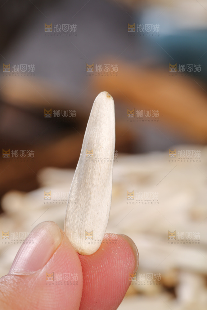 深底上的马牙瓜子