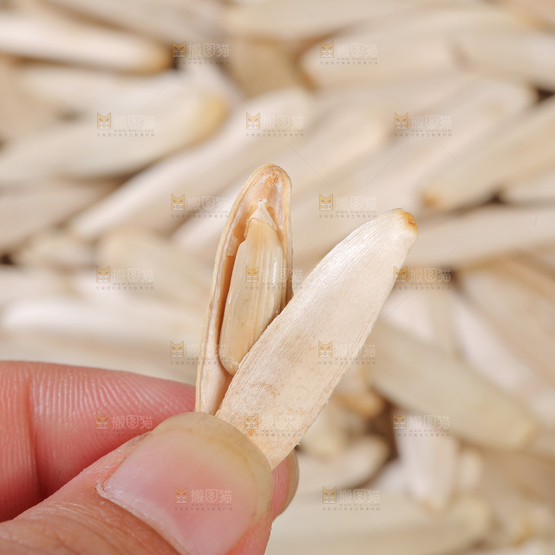 深底上的马牙瓜子