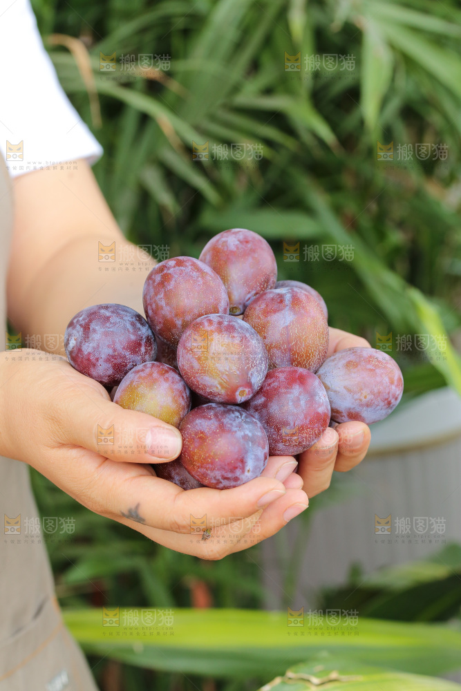 手里拿着新鲜西梅