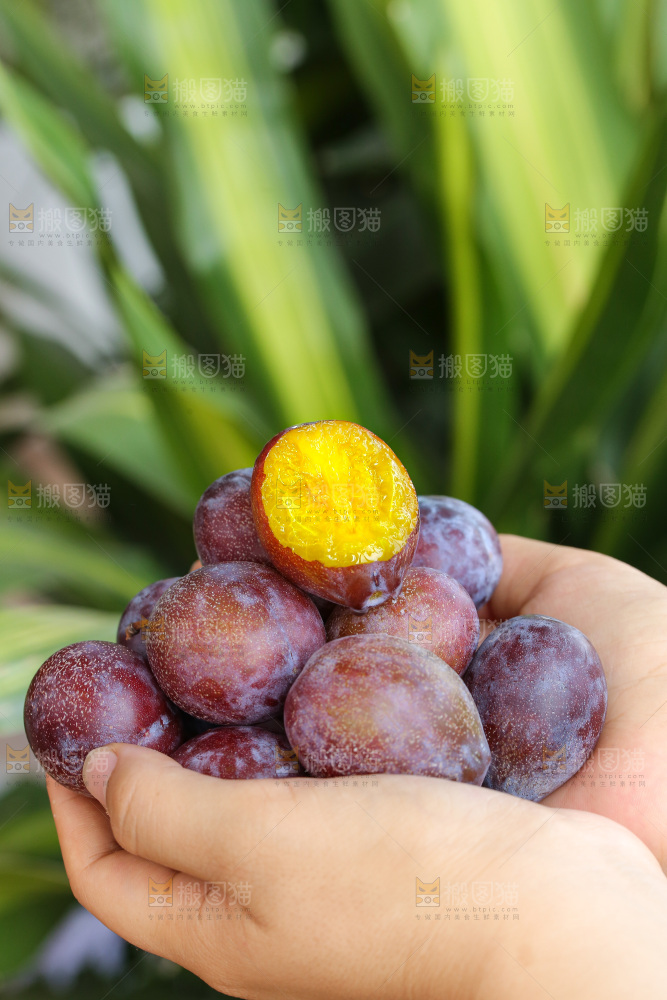 手里拿着新鲜西梅