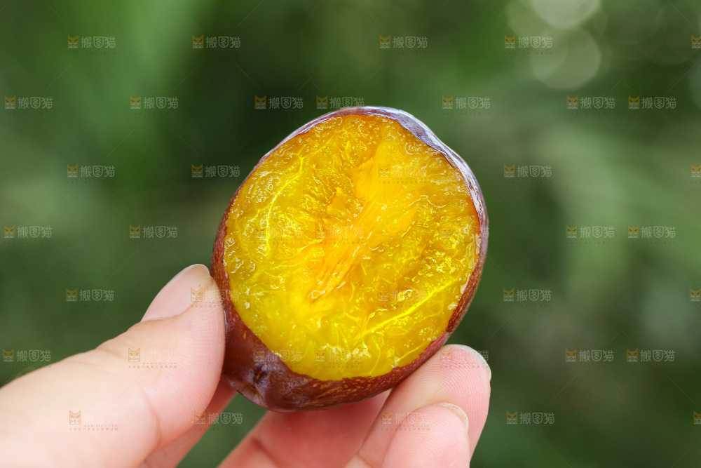 手里拿着新鲜西梅