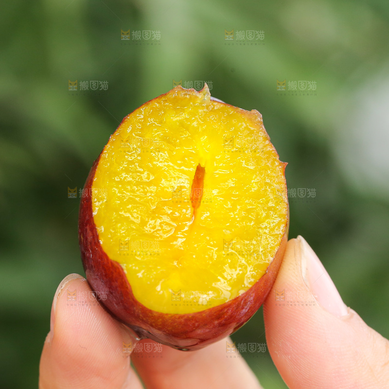 手里拿着新鲜西梅