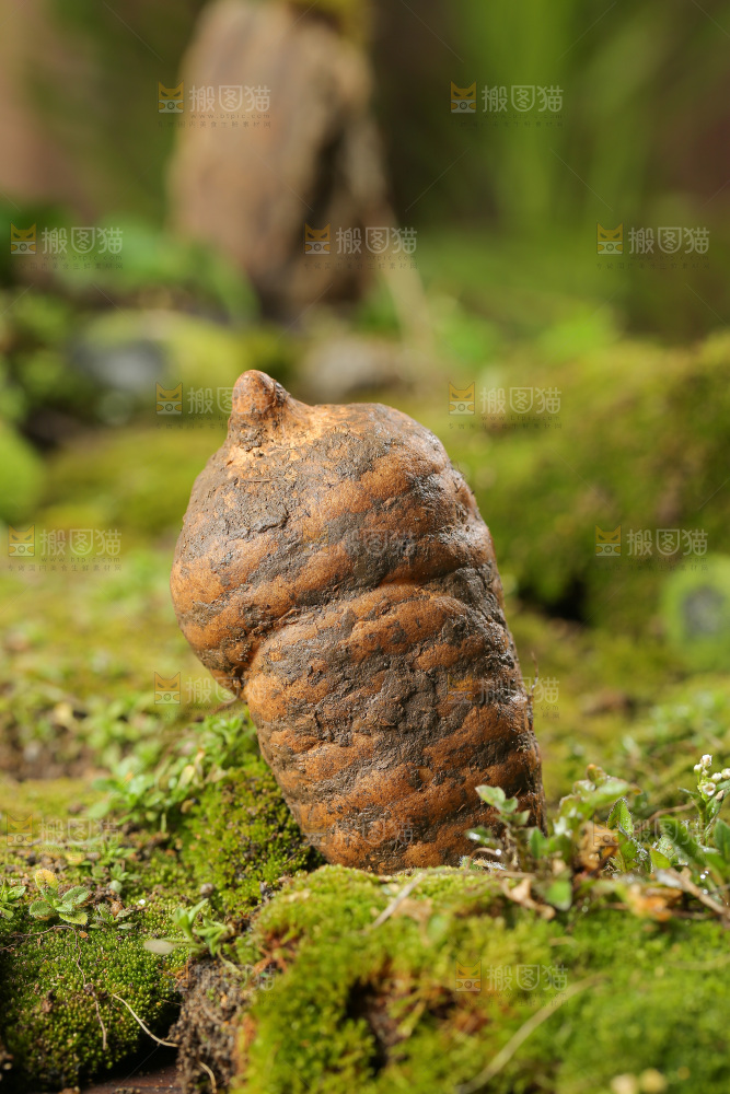 草地上的新鲜天麻