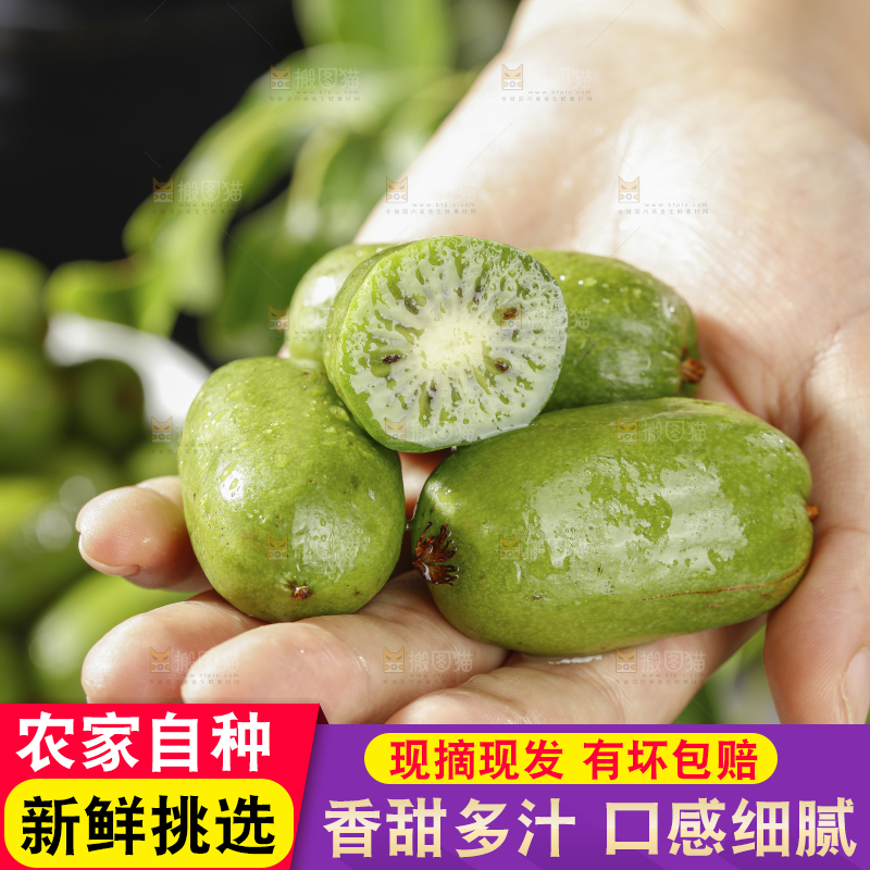深底上的软枣猕猴桃