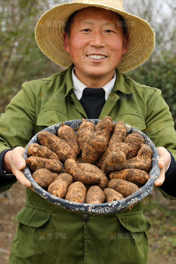 手里拿着新鲜天麻