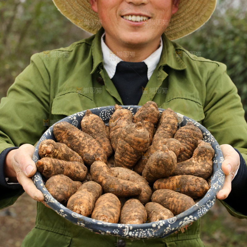 手里拿着新鲜天麻
