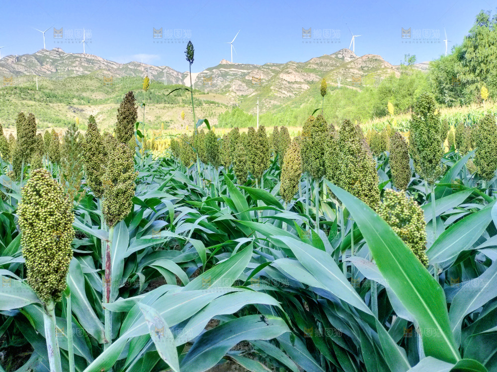 田里大片的高粱米