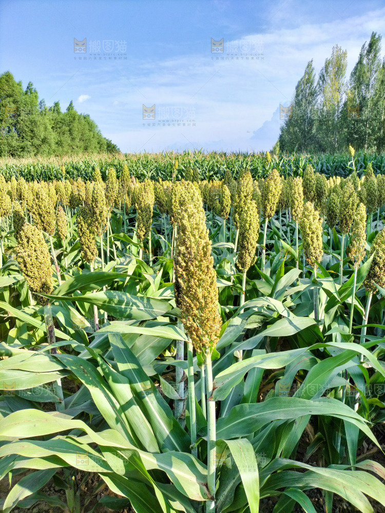 田里大片的高粱米