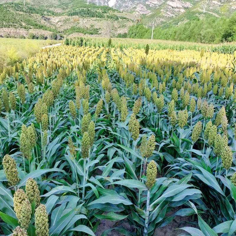 田里大片的高粱米