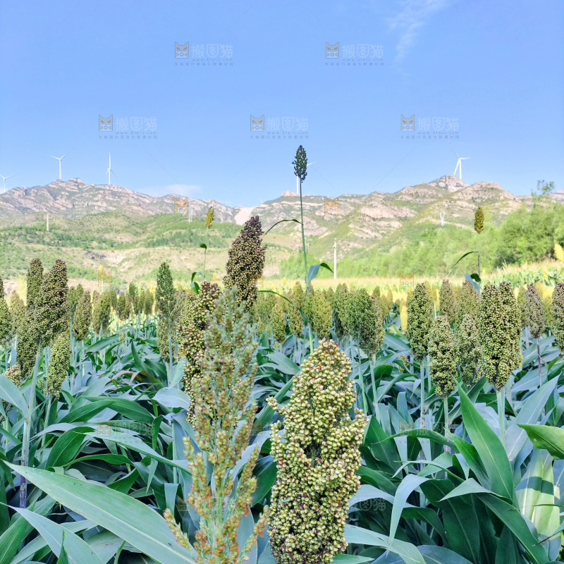 田里大片的高粱米