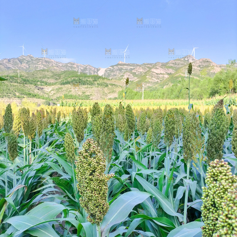 田里大片的高粱米